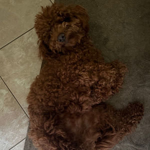 Meet your Posher, Joseph